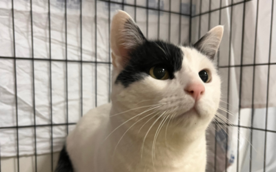 MEMBRILLO en adopción