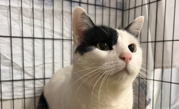 MEMBRILLO en adopción