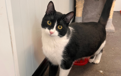 PUCHERO en adopción