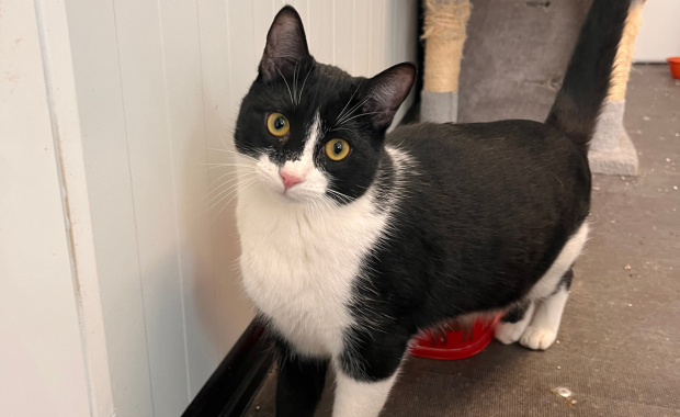 PUCHERO en adopción