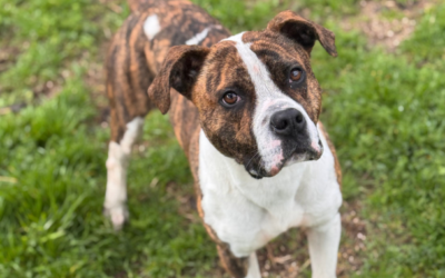 JAMESON en adopción