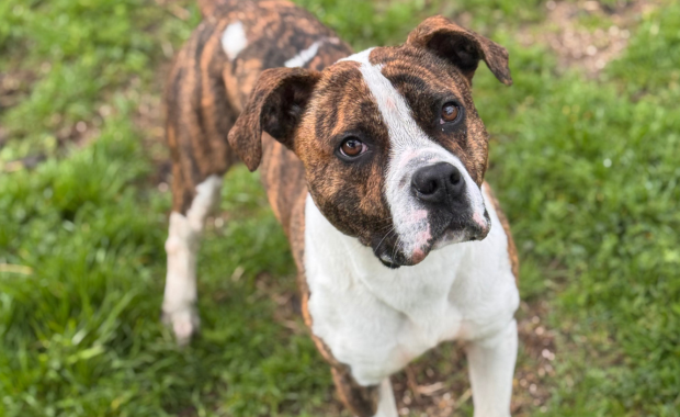 JAMESON en adopción