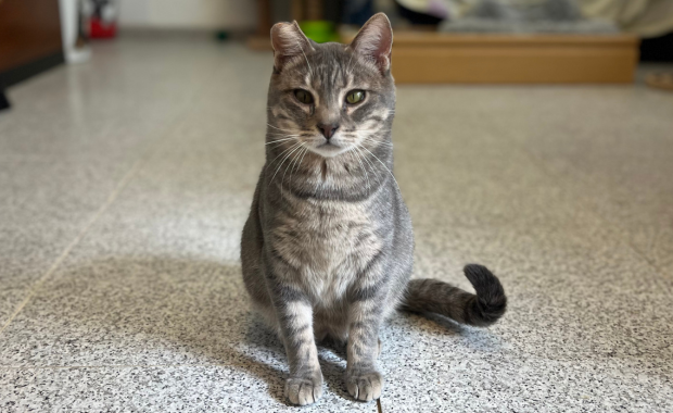 GRANIZO en adopción