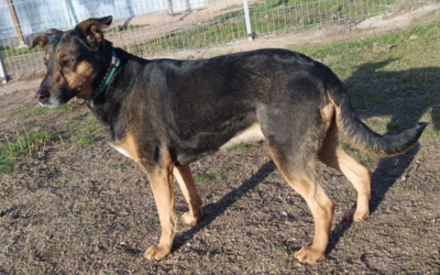 BIZCOCHA en adopción