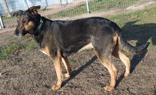 BIZCOCHA en adopción