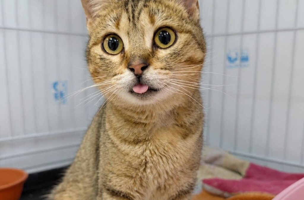 LECHUZA en adopción