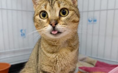 LECHUZA en adopción