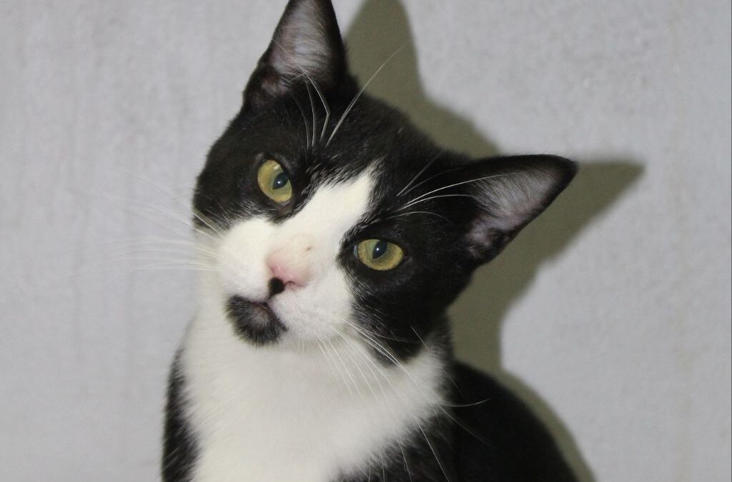 NEUTRINO en adopción