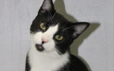 NEUTRINO en adopción