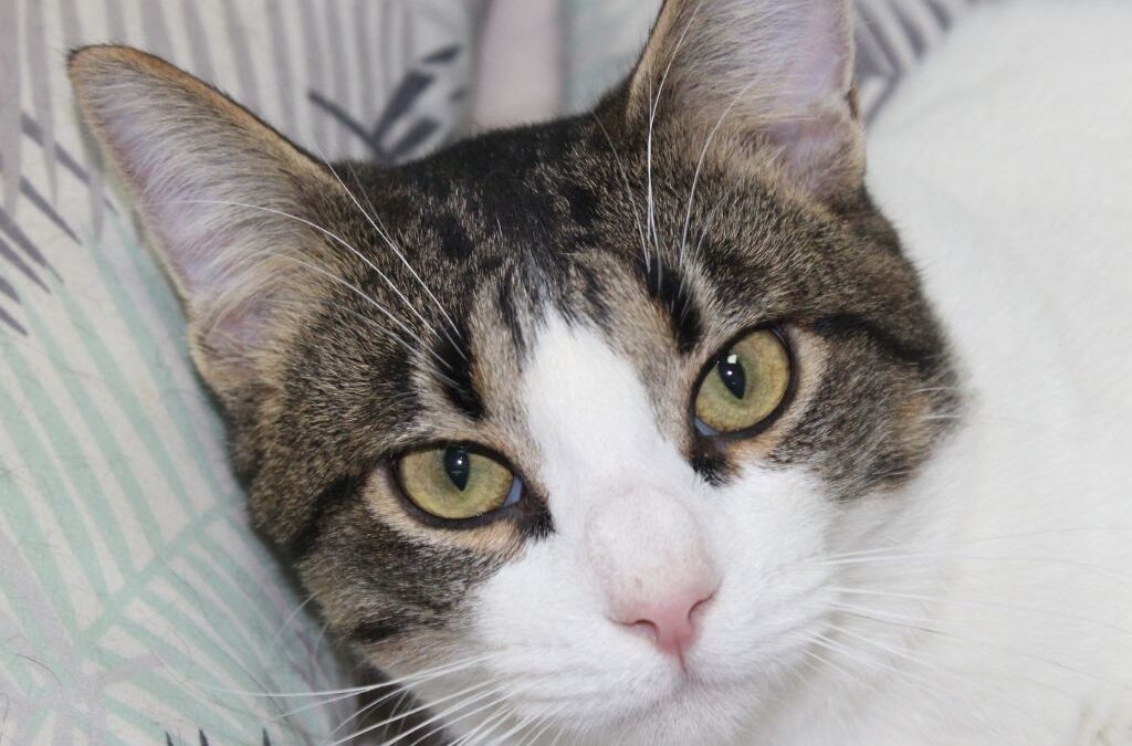 VECTOR en adopción