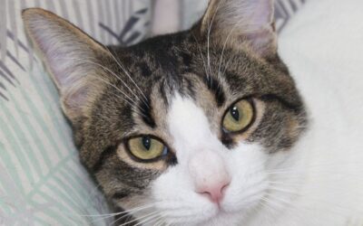 VECTOR en adopción