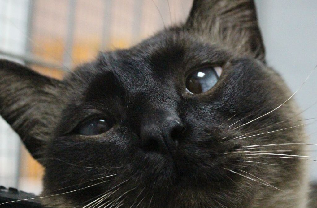 SÁNDALO en adopción