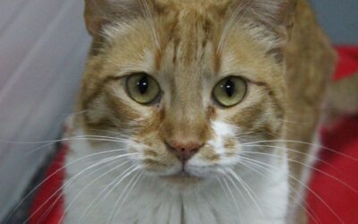 LLORÓN en adopción