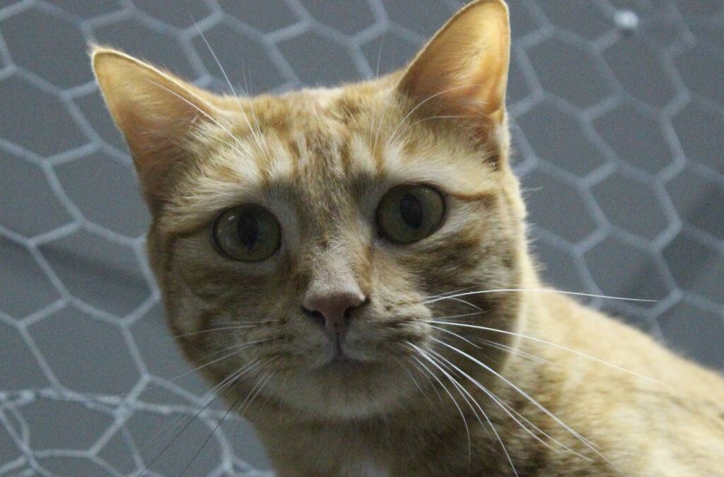 CALABAZA en adopción