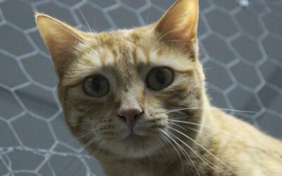 CALABAZA en adopción