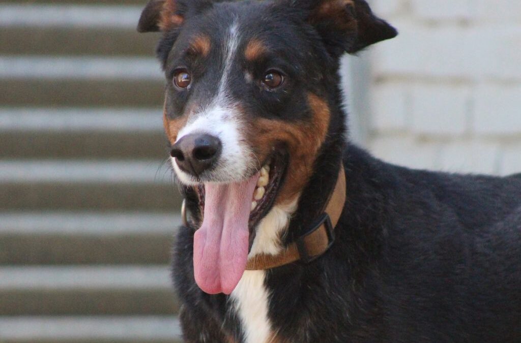 CHURRO en adopción