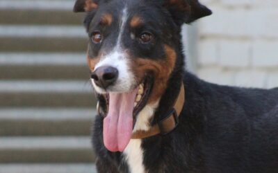 CHURRO en adopción