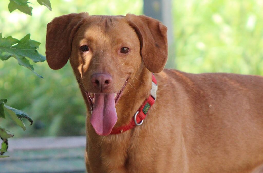 BOLA en adopción