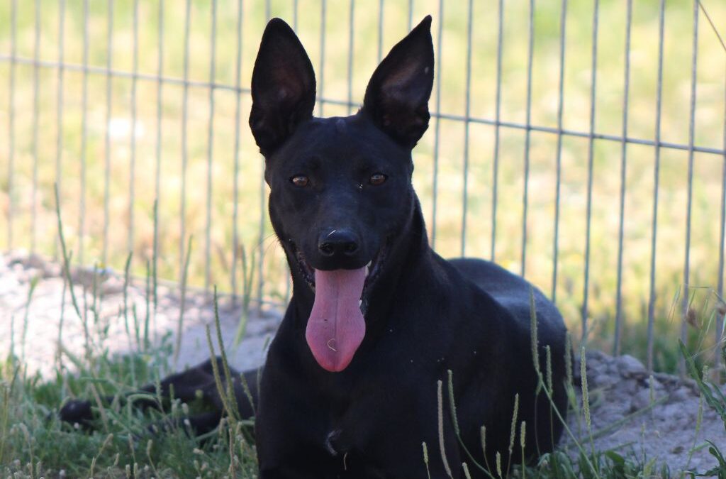 CHUSTA en adopción