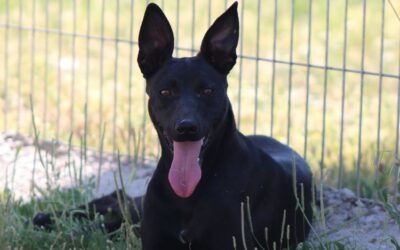 CHUSTA en adopción