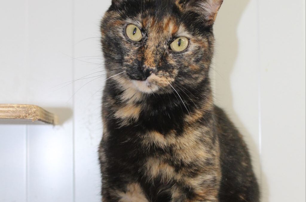 MAMASITA en adopción