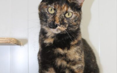 MAMASITA en adopción