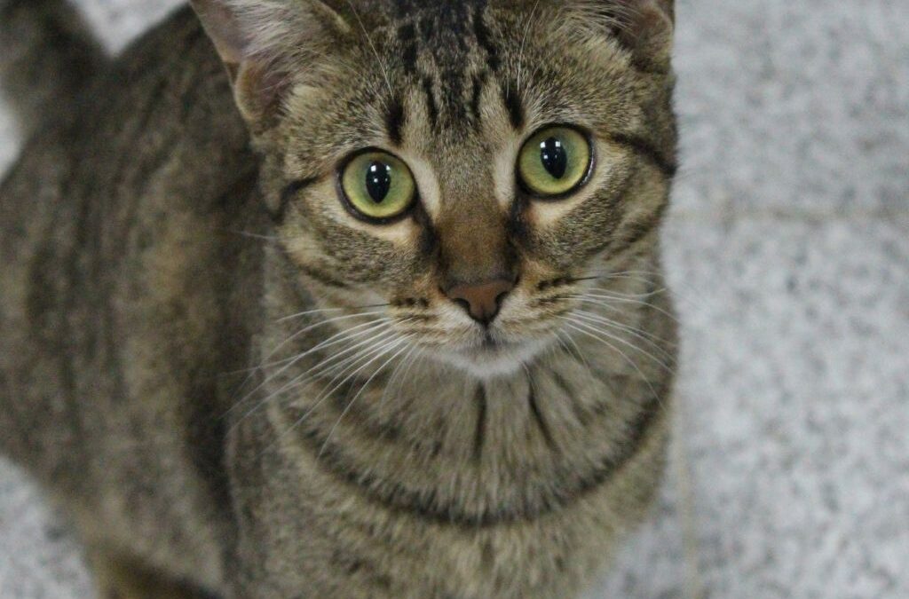 TAWELI en adopción