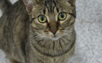 TAWELI en adopción