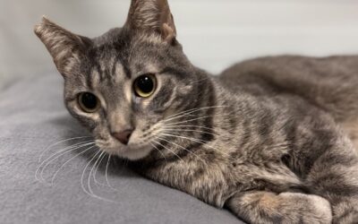 CARMELO en adopción
