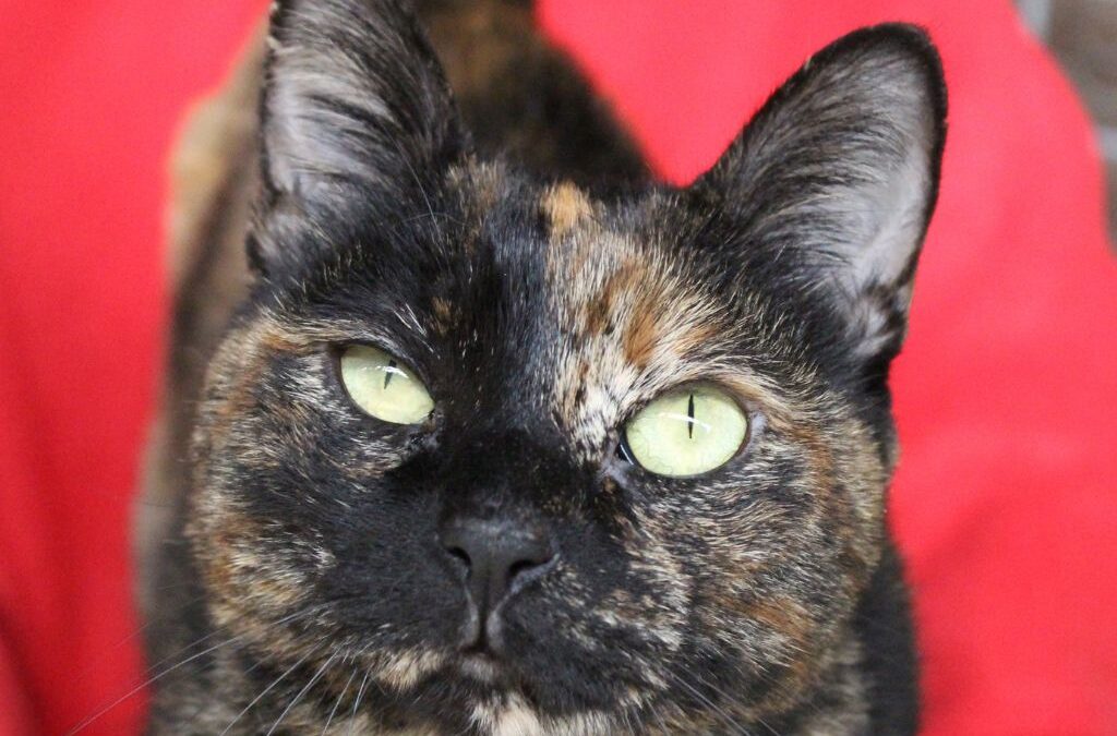 MANDRÁGORA en adopción