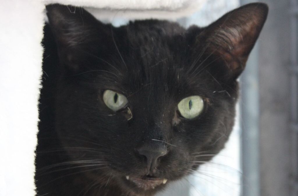 VENECIO en adopción