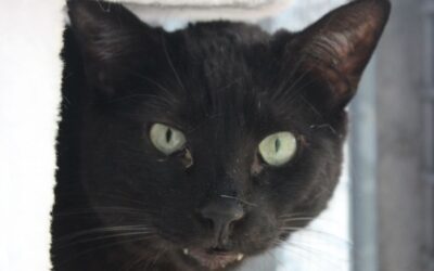 VENECIO en adopción