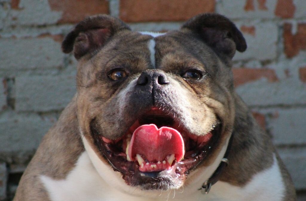 GORDO en adopción