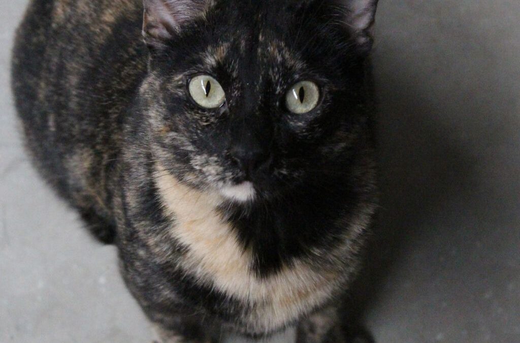 HITA en adopción