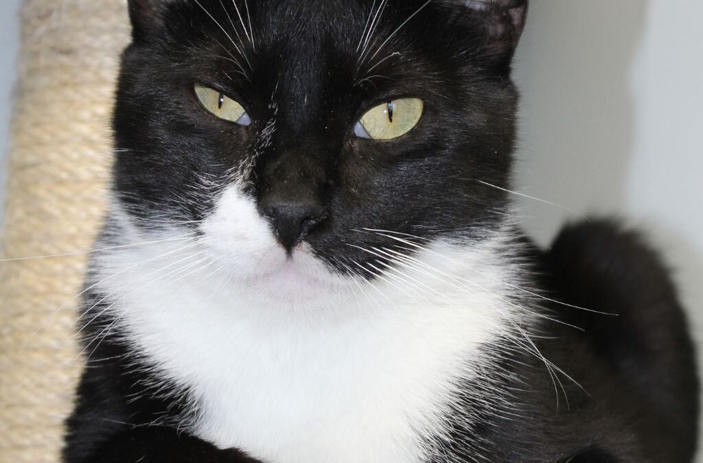 MR. POTATO en adopción