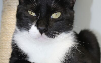 MR. POTATO en adopción