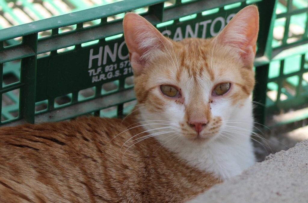 SALMOREJA en adopción