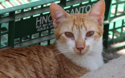 SALMOREJA en adopción