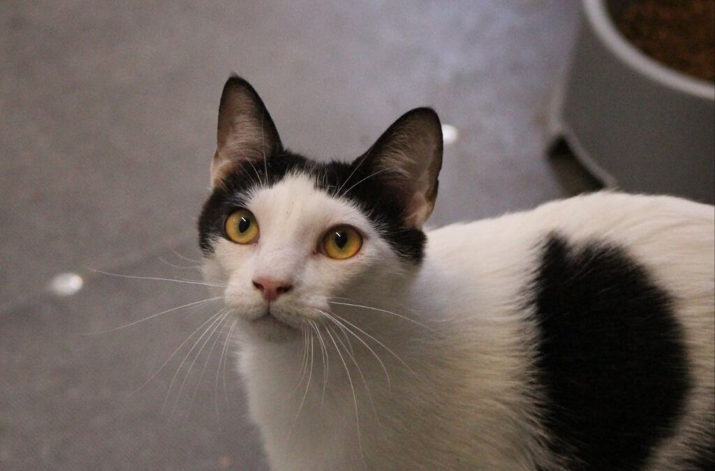 POTAJE en adopción