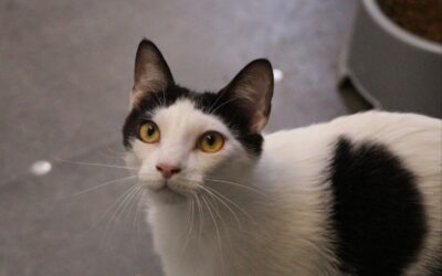 POTAJE en adopción