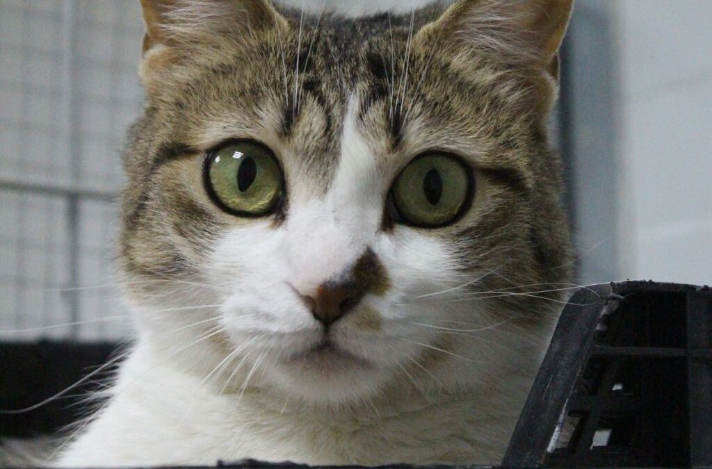 ALMUDENA en adopción