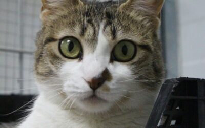 ALMUDENA en adopción