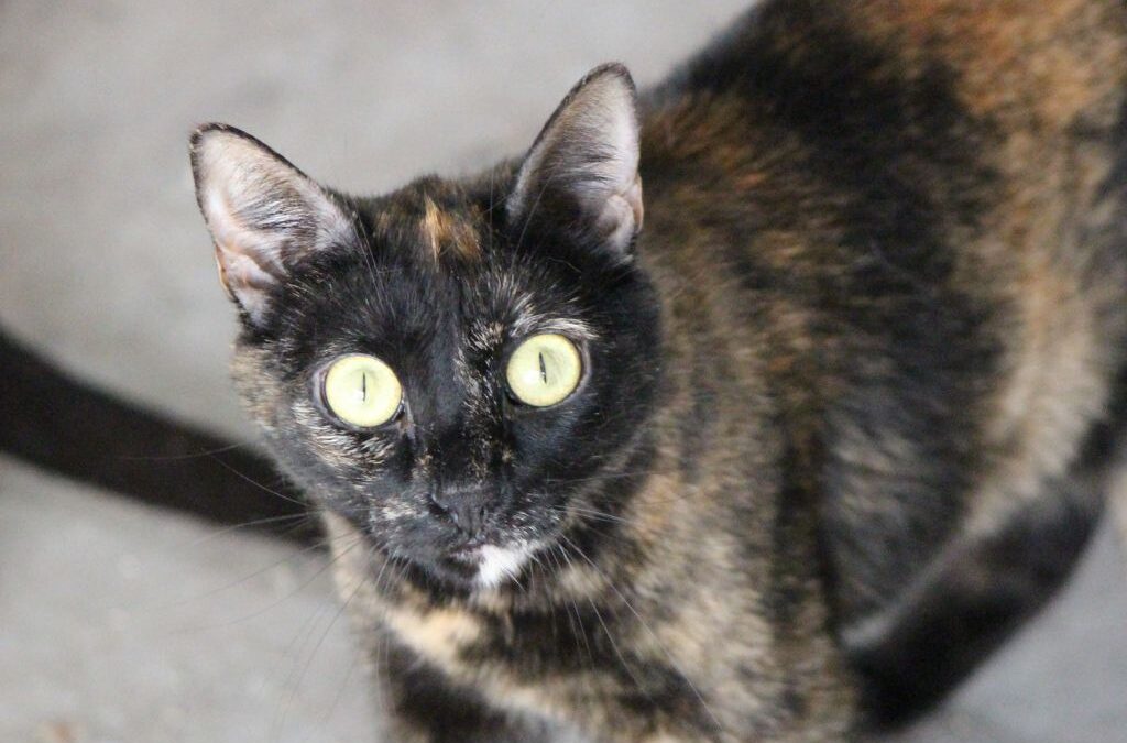LIBÉLULA en adopción