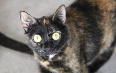 LIBÉLULA en adopción