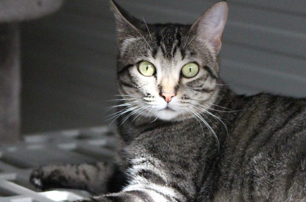 MORGANA en adopción