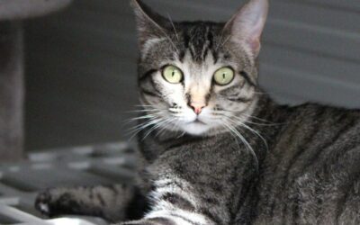 MORGANA en adopción