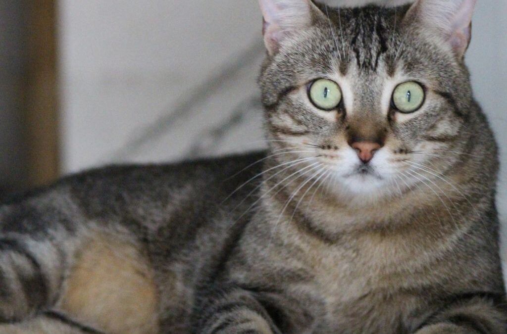 FREDI en adopción