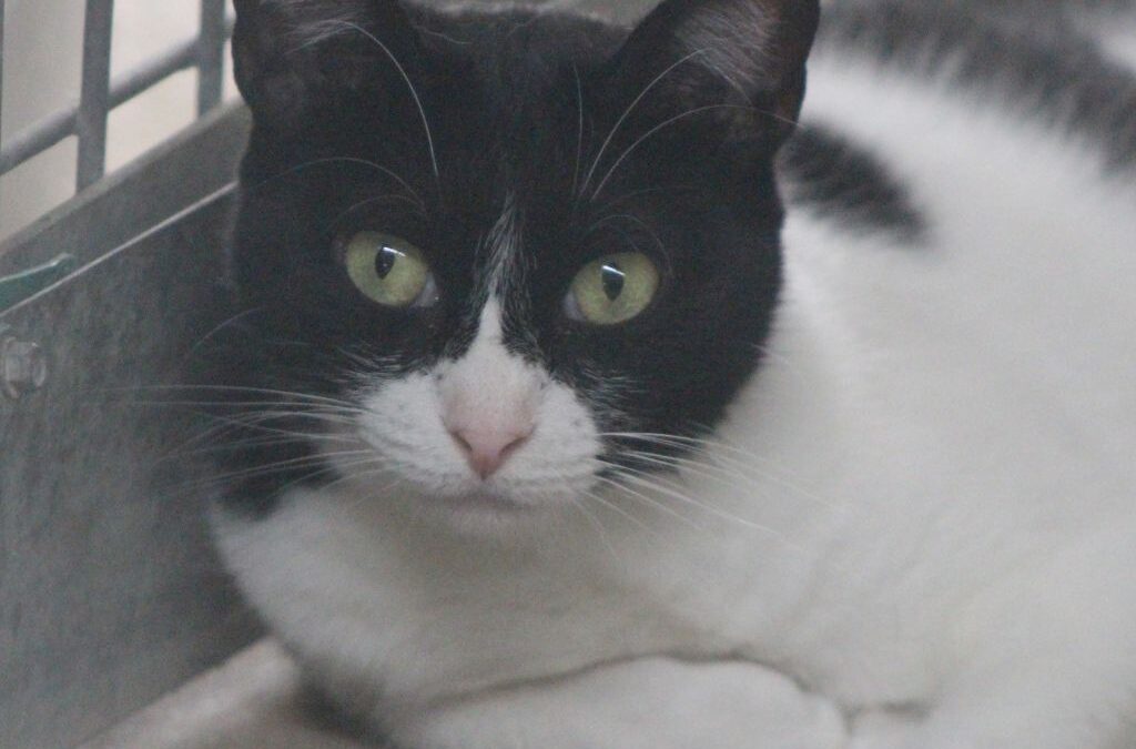 EVY en adopción