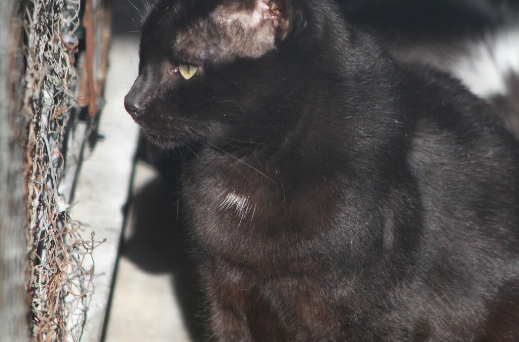 UREX en adopción