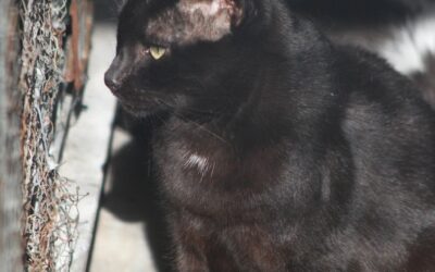 UREX en adopción
